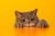 Its Puss